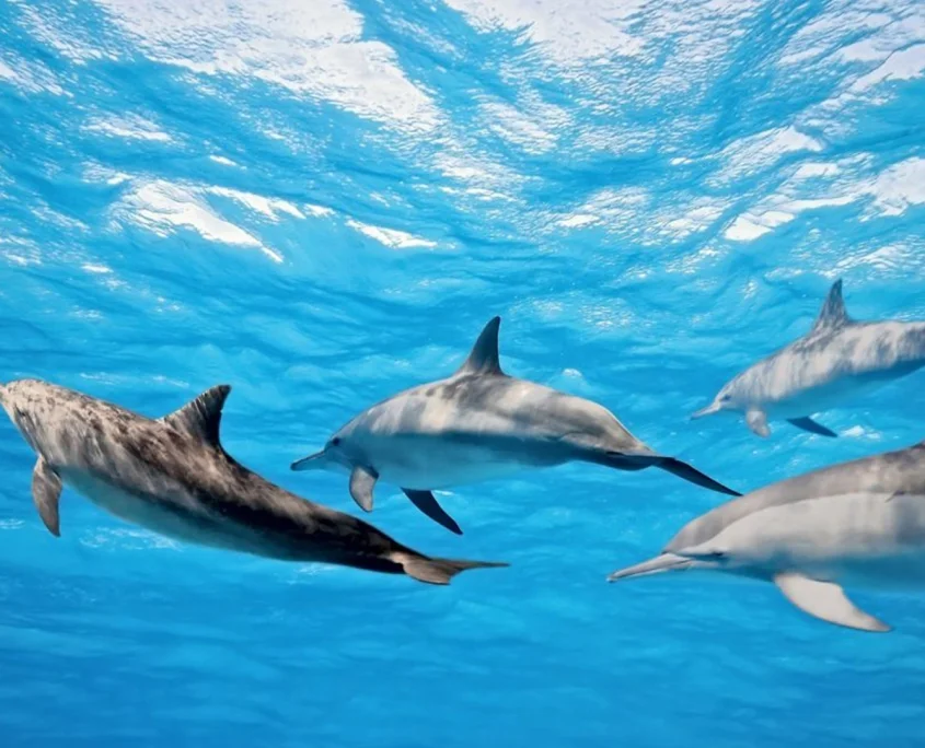 Kizimkazi Dolphins gallery 2